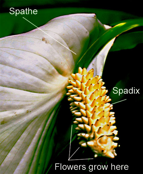 Peace Lily inflorescence, Spathiphyllum, Photo Copyright 2010 Steve Lucas, www.ExoticRainforest.com