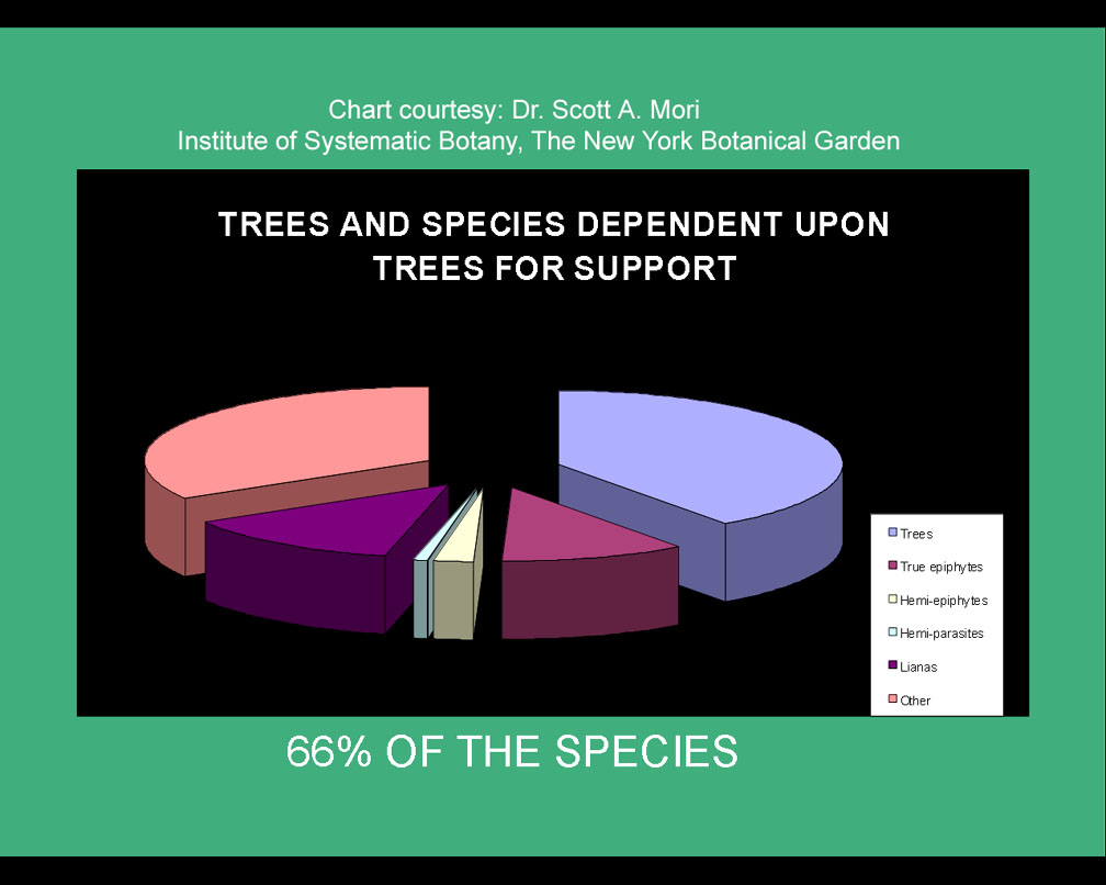 The importance of trees in the rain forest, Chart Copyright Dr. Scott A. Mori, New York Botnaical Garden