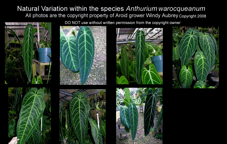 Variation within the aroid species Anthurium warocqueanum, All Photos Copyright 2008, Windy Aubrey.  Do not attempt re-use without the written permission of the copyright owner.