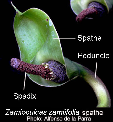Zamioculcas zamiifolia inflorescence, spathe and spadix, Photo Copyright Alfonso de la Parra