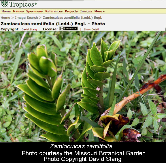 Zamioculcas zamiifolia, Photo Courtesy the Missouri Botanical Garden, Copyright David Stang