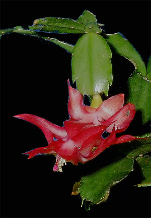 Schlumbergera subgen. Zygocactus, Christmas Cactus, Photo Copyright 2008, Steve Lucas, www.ExoticRainforest.com