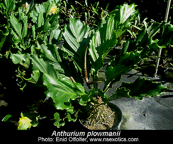 Anthurium plowmanii, Photo Copyright 2007, Enid Offolter, Natural Selections Exotics, Fort Lauderdale, FL.