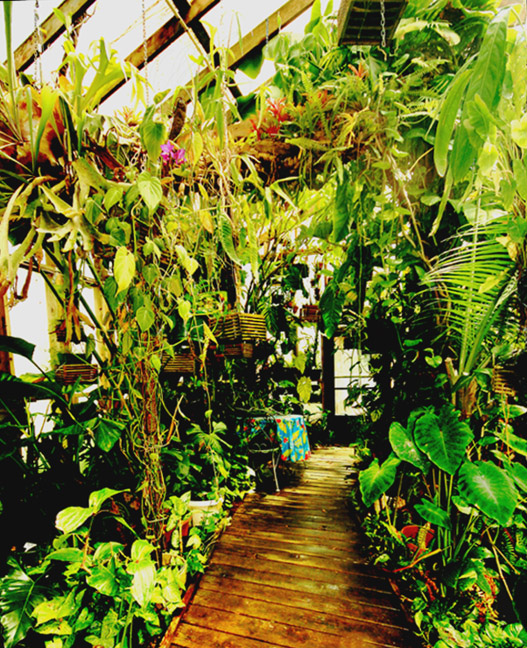 The main walk of the Exotic Rainforest atrium in Siloam Springs, AR, photo Copyright 2010 Steve Lucas, www.ExoticRainforest.com