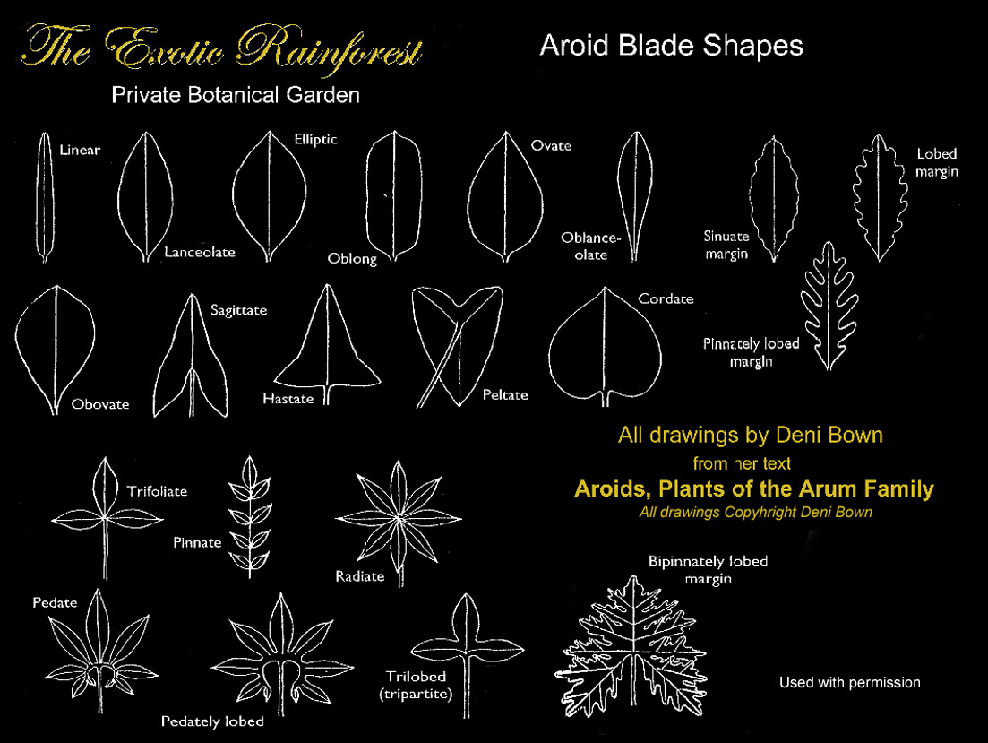 Aroid leaf blade shapes, drawings copyright Deni Bown