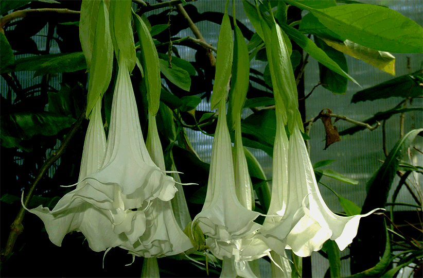 Brugmansia