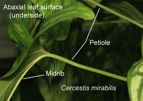 Cercestis mirabilis abaxial surface (underside), photo copyright 2009, Steve Lucas, www.ExoticRainforest.com
