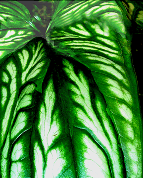 Cercestis mirabilis leaf detail, Photo Copyright 2007, Steve Lucas, www.ExoticRainforest.com