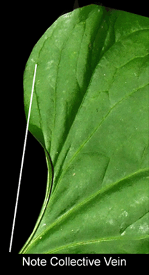 Anthurium collective vein, Photo Copyright 2007, Steve Lucas, www.ExoticRainforest.com