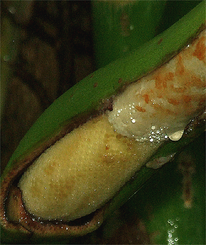 Philodendron female flower zone, Photo Copyright 2008, Steve Lucas, www.ExoticRainforest.com