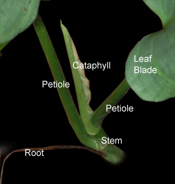 Parts of a Philodendron including the petiole, stem, root, leaf blade and cataphyll, Photo Copyright 2008, Steve Lucas, www.ExoticRainforest.com