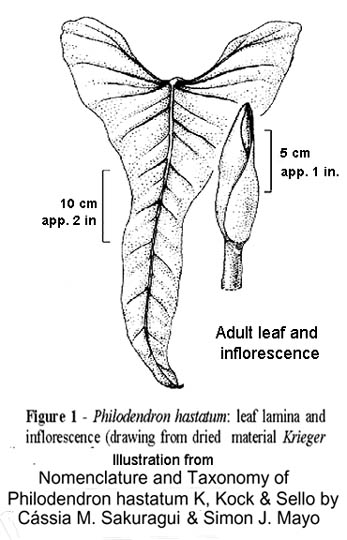 Philodendron hastatum fully adult leaf, illustration from the paper Nomenclature and Taxonomy of Philodendron hastatum, Sakuragui and Mayo