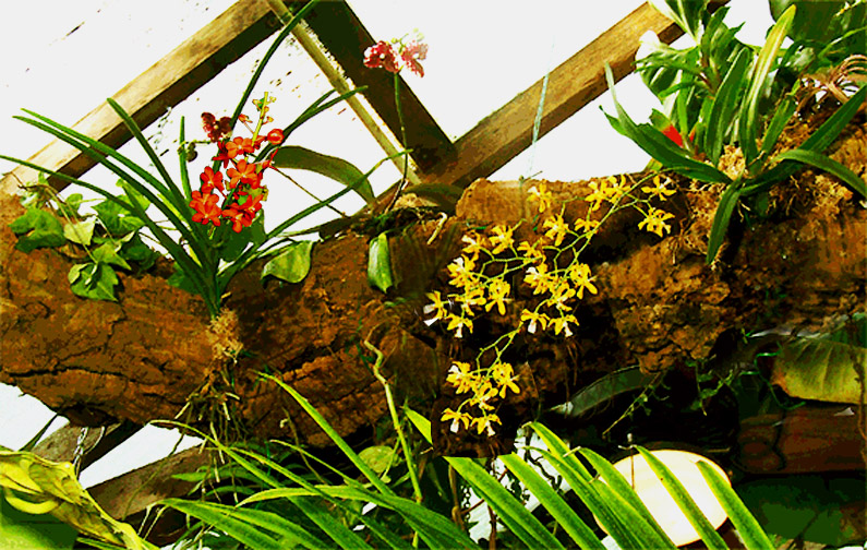 Epiphytic log in the Exotic Rainforest atrium, Photo Copyright Steve Lucas 2007, www.ExoticRainforest.com