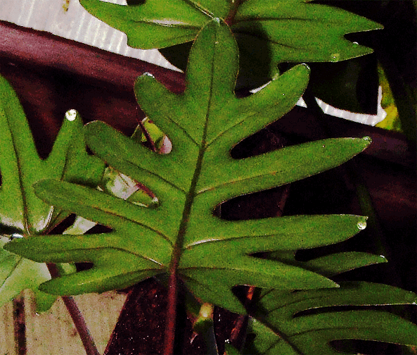 Philodendron mayoi, incorrectly mayoii, Photo Copyright 2007, Steve Lucas, www.ExoticRainforest.com