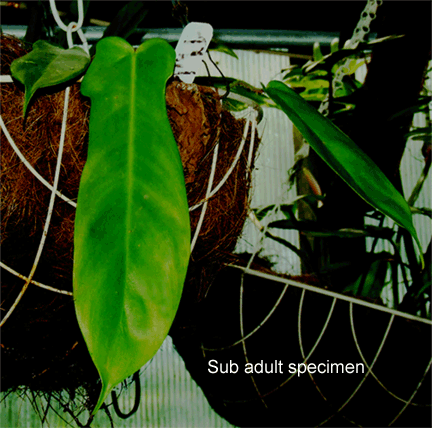 Philodendron squamiferum sub adult, Photo Copyright 2008, Steve Lucas, www.ExoticRainforest.com