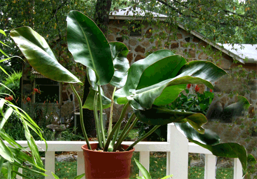 Philodendron renauxii Reitz< Photo Copyrigh 2008, Steve Lucas, www.ExoticRainforest.com