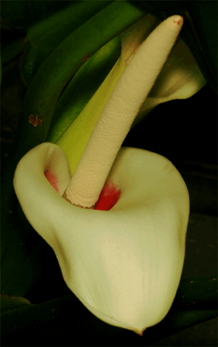 Philodendron renauxii inflorescence (throat), photo Copyright 2009, Steve Lucas, www.ExoticRainforest.com