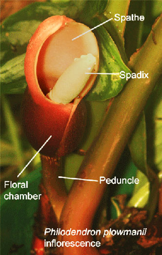 Philodendron plowmanii inflorescence, spathe, spadix, floral chamber and peduncle, Photo Copyright Steve Lucas, www.ExoticRainforest.com