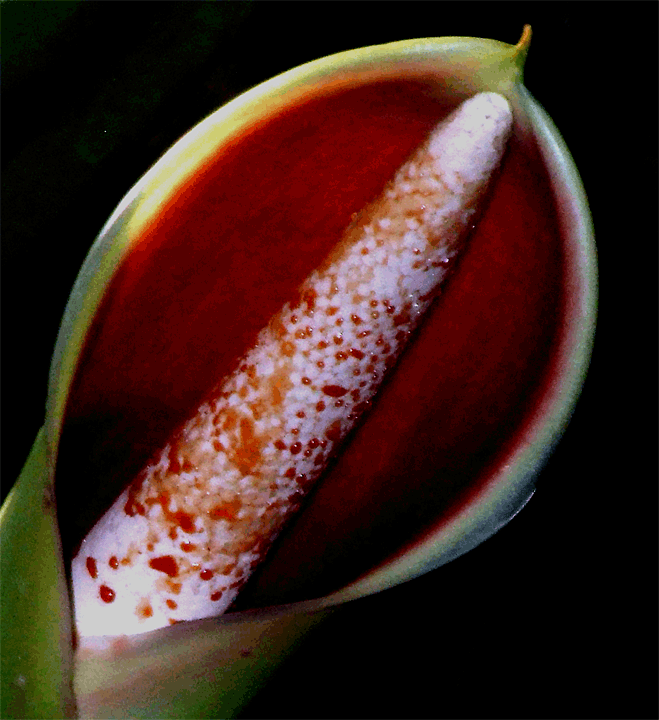 Philodendron sagittifolium spathe and spadix at anthesis, Photo Copyright 2008, Steve Lucas, www.ExoticRainforest.com