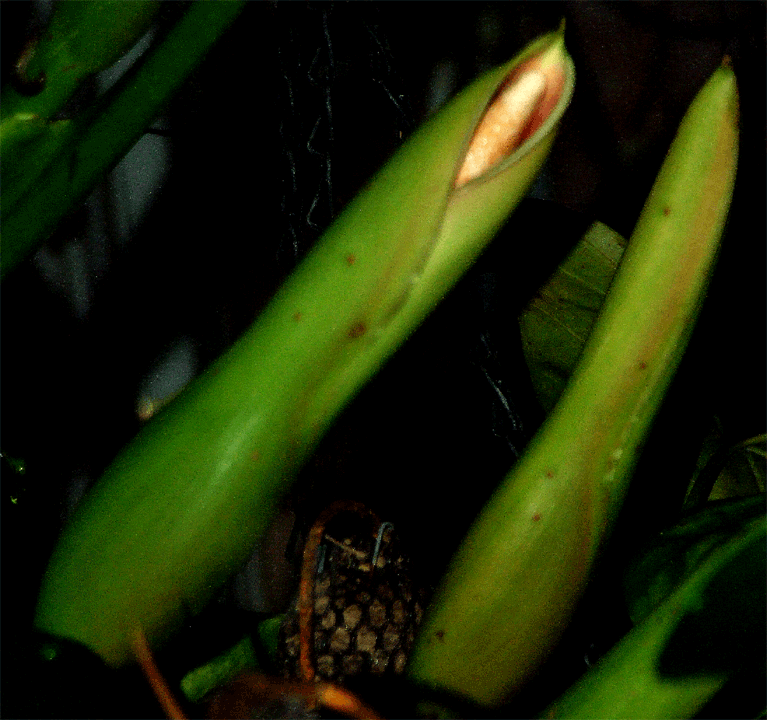 Philodendron sagittifolium spathe and spadix at anthesis, Photo Copyright 2008, Steve Lucas, www.ExoticRainforest.com