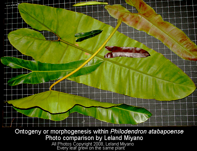 Morphogenesis within Philodendron atabapoense, Photos Copyright 2008, Leland Miyano